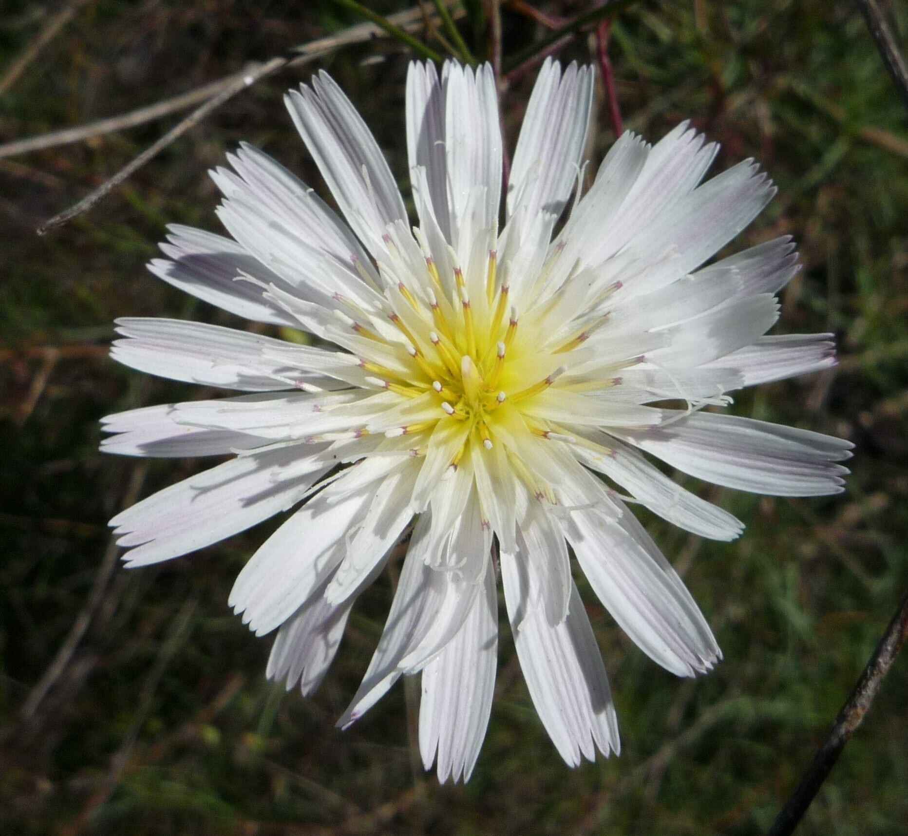 High Resolution Malacothrix saxatilis Flower